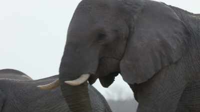 It's only when these extraordinary bonds
are broken, - In the Footsteps of Elephant