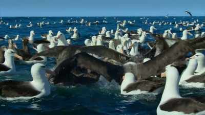 It's only when
these normally solitary birds - Our Planet