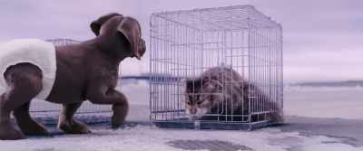 It's positively freezing… - Cat and Dog