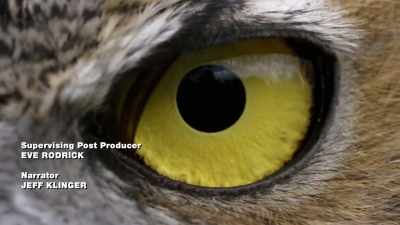 It's possible this
was an owl attack. - An American Murder Mystery: The Staircase
