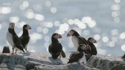 It's predicted that our puffin
population could have dropped - Wild Isles