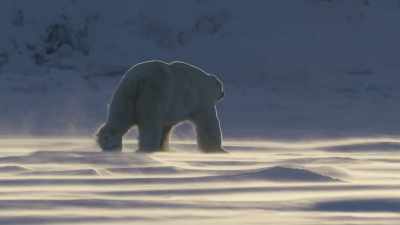 Its presence and condition - Frozen Planet II