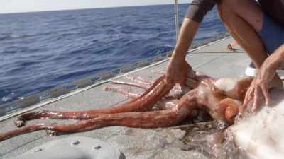 It's pretty unbelievable. I've
never been beside a squid this large. - Secrets of the Whales