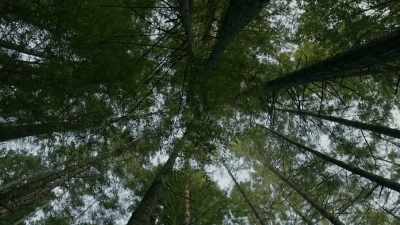 It's pristine,
ancient forest. - Expedition Bigfoot