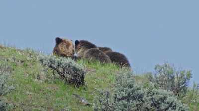 It's quad-mom
with both her cubs. - Epic Yellowstone