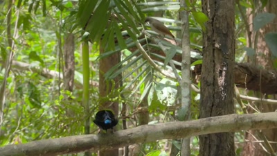 'It's rarely been seen,
let alone filmed. - A Year on Planet Earth