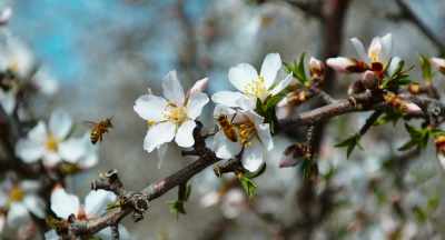 It's really not
what's important. - The Pollinators