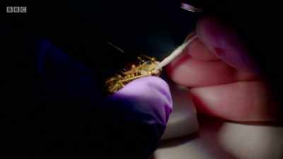 It's really satisfying
just brightening the surface. - Secrets of the Museum