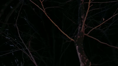 It's really strange. It doesn't
have any flashing lights at all. - Beyond Skinwalker Ranch