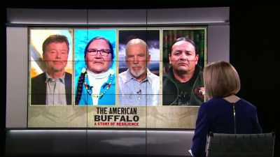 Its relationship to this
country and how we should think - The American Buffalo