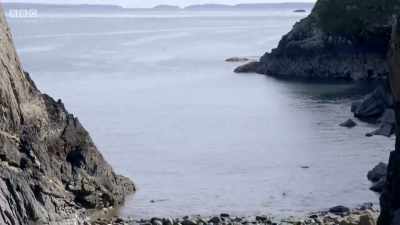 Its remote beaches
are becoming rather crowded. - Wales: Land of the Wild