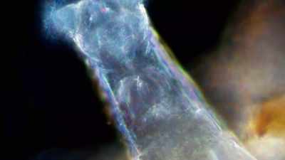It's resting, and scientists
are able to wake it up. - The UnBelievable with Dan Aykroyd
