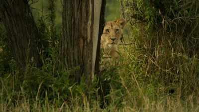 It's safe for her sister
to join them too. - Serengeti
