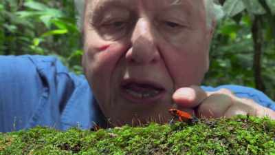 Its skin is full of glands - Attenborough's Life in Colour