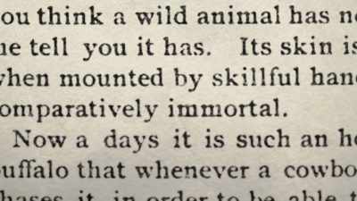 Its skin is its soul, and when
mounted by skillful hands, - The American Buffalo
