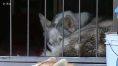 It's Sled Dog Day in Aviemore,
when enthusiasts - The Mountain
