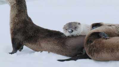 It's social bonding, - Epic Yellowstone