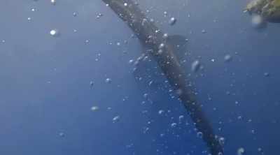 It's something beyond the bite, - Shark Attack Files