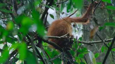 It's something only
great apes can do. - The Secret Lives of Animals