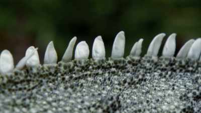Its spine is made of keratin,
the same material as fingernails. - Modern Dinosaurs