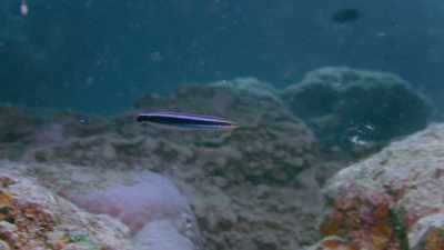 It's spotted a target,
a butterflyfish. - Attenborough's Life in Colour