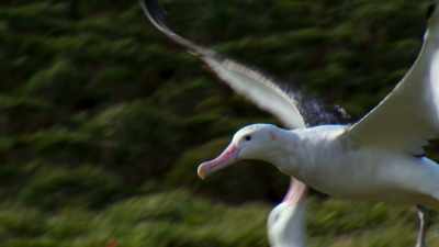 It's spring. - Blue Planet II