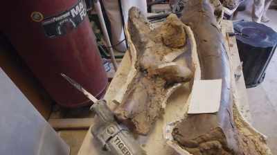 IT'S STARTING TO LOOK LIKE
WE MAY BE LOOKING - Dino Hunters