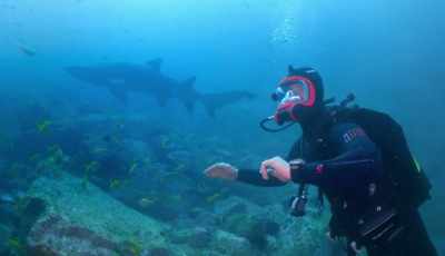 It's such a privilege
seeing these massive - Shark Beach With Chris Hemsworth