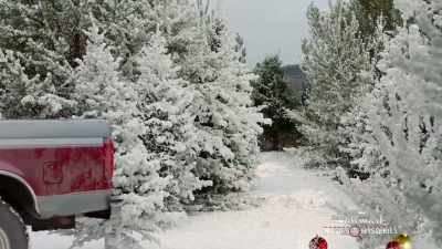 It's such a sweet gesture,
planting a live Christmas tree - Northern Lights of Christmas
