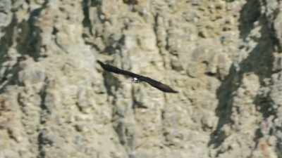 Its survival may depend
on today's hunt. - Epic Yellowstone