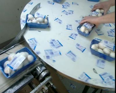 IT'S TAKEN ABOUT 12 WEEKS - How It's Made