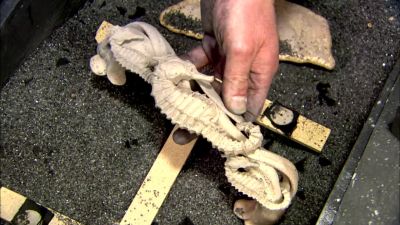 IT'S TAKEN JUST A FEW DAYS - How It's Made