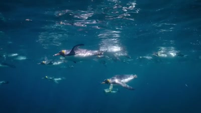 It's the Alpha's job
to fight them off. - A Year on Planet Earth