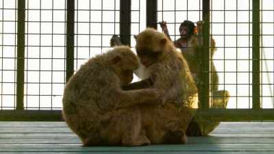It's the basis for peace
in macaque society. - Seven Worlds, One Planet