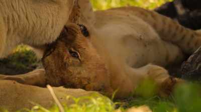 It's the bonds
within the pride, - Surviving Paradise: A Family Tale