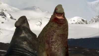 It's the breeding season - Blue Planet II