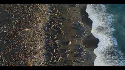 It's the breeding season, - Our Oceans