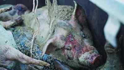 It's the cheapest way to deal with animals - Pignorant
