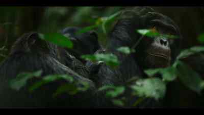 It's the chimp equivalent of conversation. - Chimp Empire
