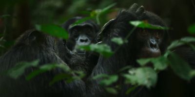 It's the chimp equivalent of conversation. - Chimp Empire