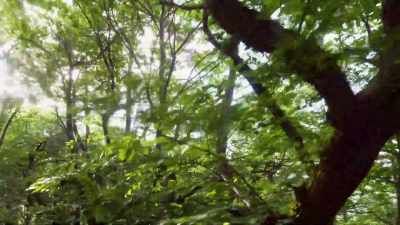 It's the coordinates
for one particular tree in - Cosmos: Possible Worlds