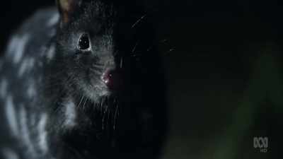 It's the eastern quoll, - David Attenborough's Tasmania