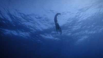 "It's the famed giant squid,
rarely seen." - Secrets of the Whales