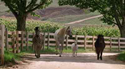 It's the filly - Racing Stripes