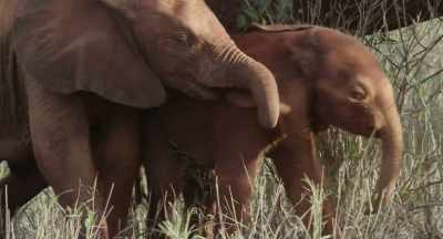 It's the first time
Wewe has met someone younger, - The Elephant Queen