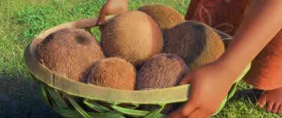 It's the harvest. - Moana