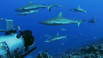 It's the highest density
of grey reef sharks - Blue Planet II
