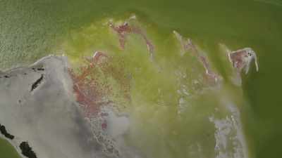 It's the largest breeding
colony in North America. - Planet Earth III