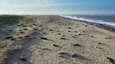It's the largest seal
colony in England. - Wild Isles