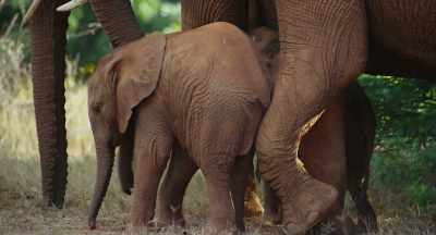 It's the only time her big sister, Milly,
gets involved - The Elephant Queen